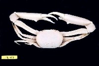 藏品(長手隆背蟹)的圖片